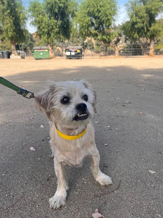 Enlarge Junie, a Adoptable Maltese in Los Angeles, CA image 6/6