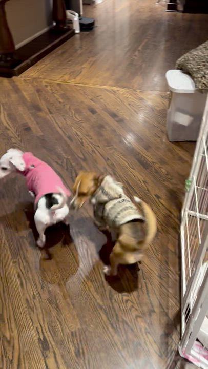 Enlarge Paco, a Adoptable mixed breed in Ridgefield, CT video 2/6