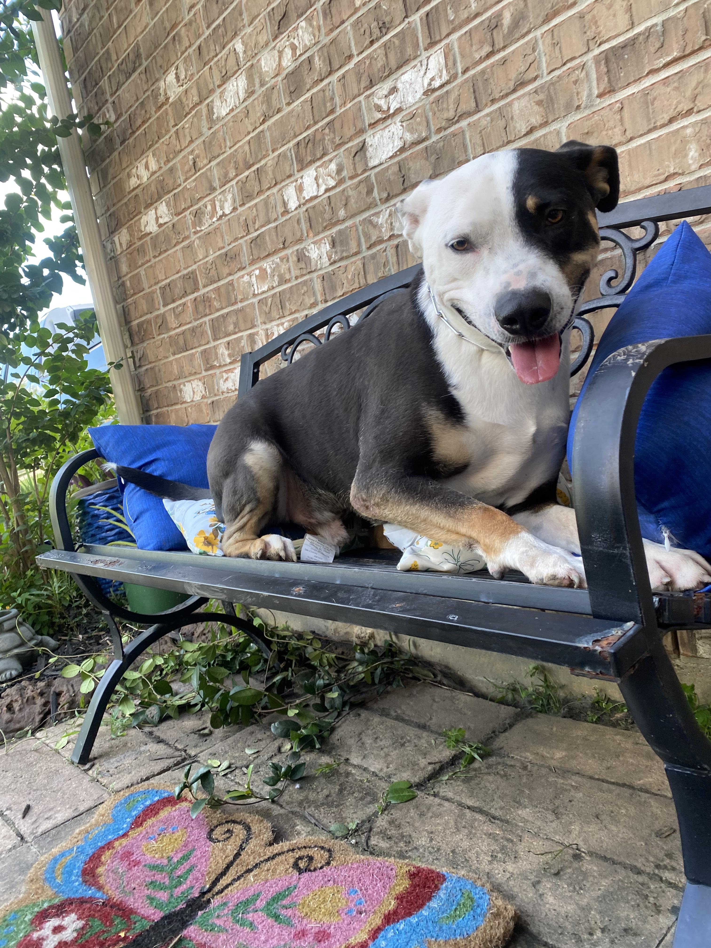 Enlarge Johnny, a Adoptable mixed breed in Houston, TX image 1/6
