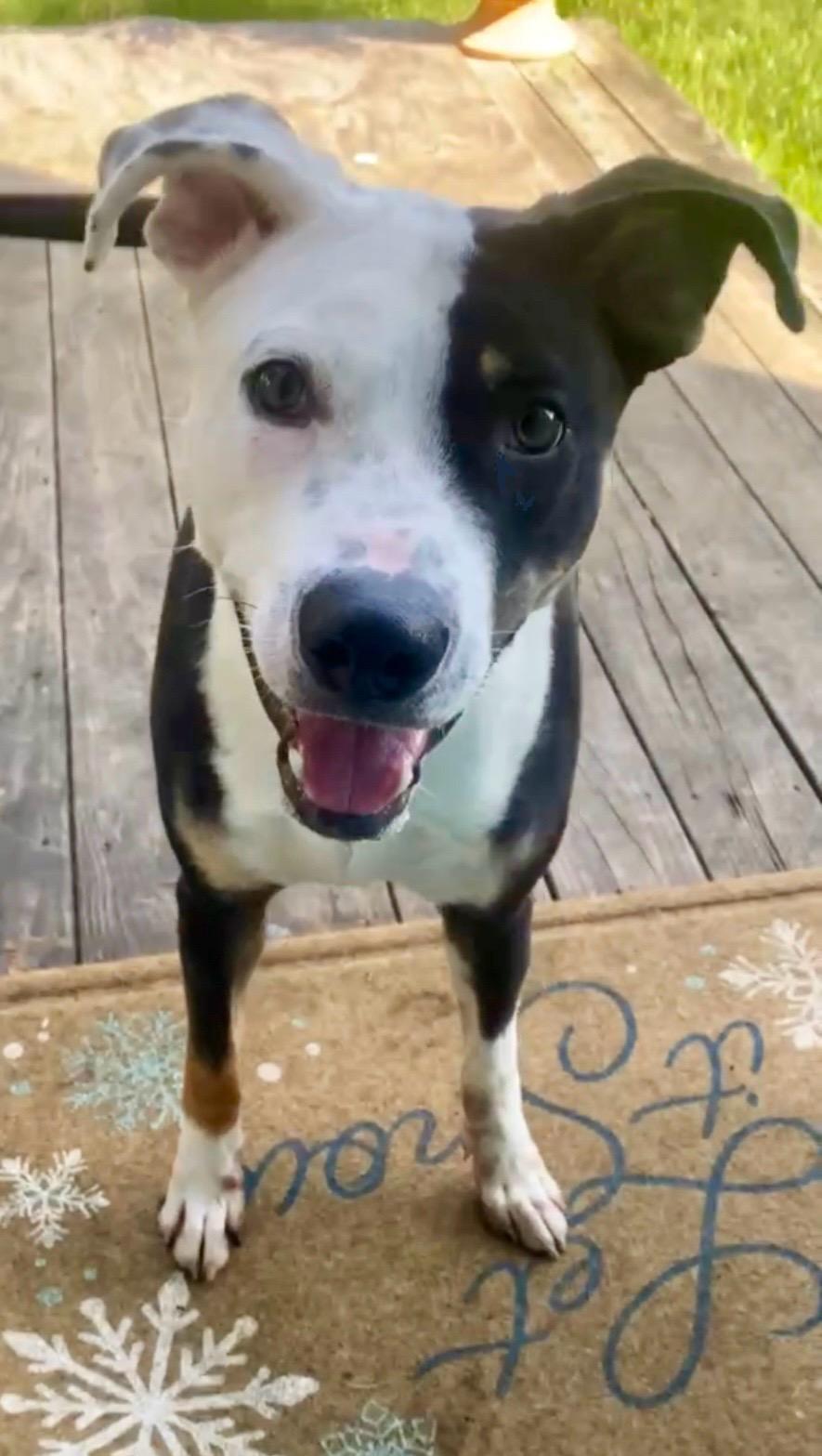 Enlarge Johnny, a Adoptable mixed breed in Houston, TX image 1/6