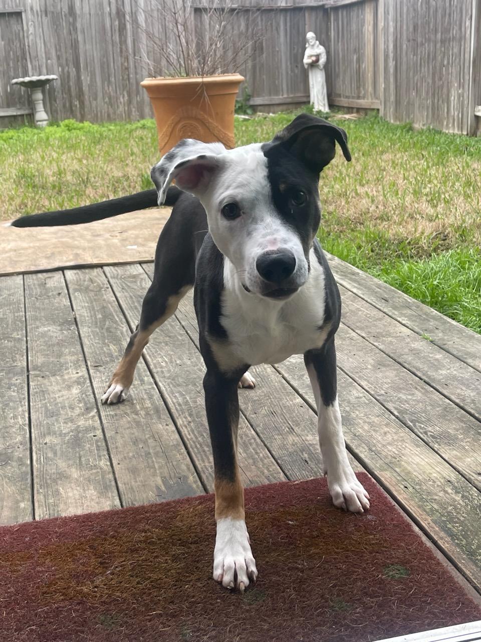 Enlarge Johnny, a Adoptable mixed breed in Houston, TX image 2/6