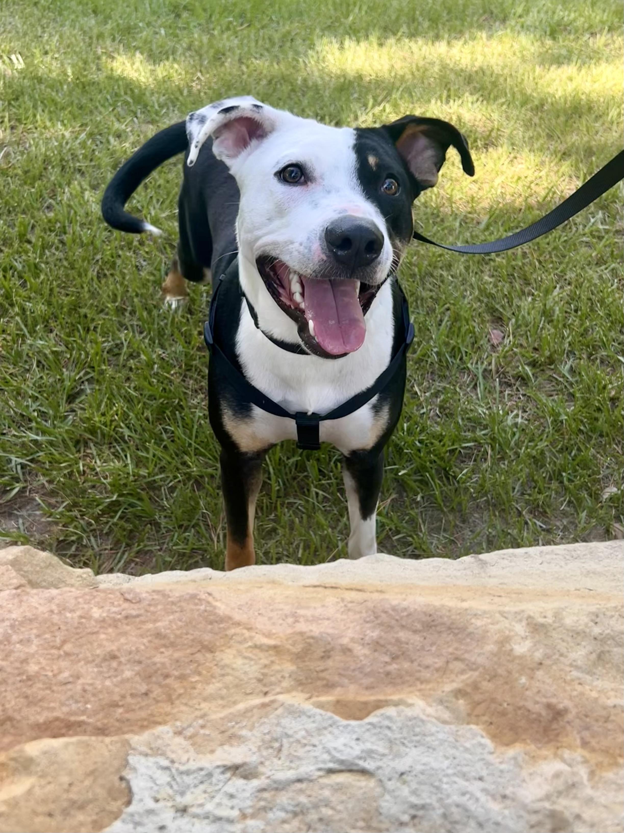 Enlarge Johnny, a Adoptable mixed breed in Houston, TX image 4/6