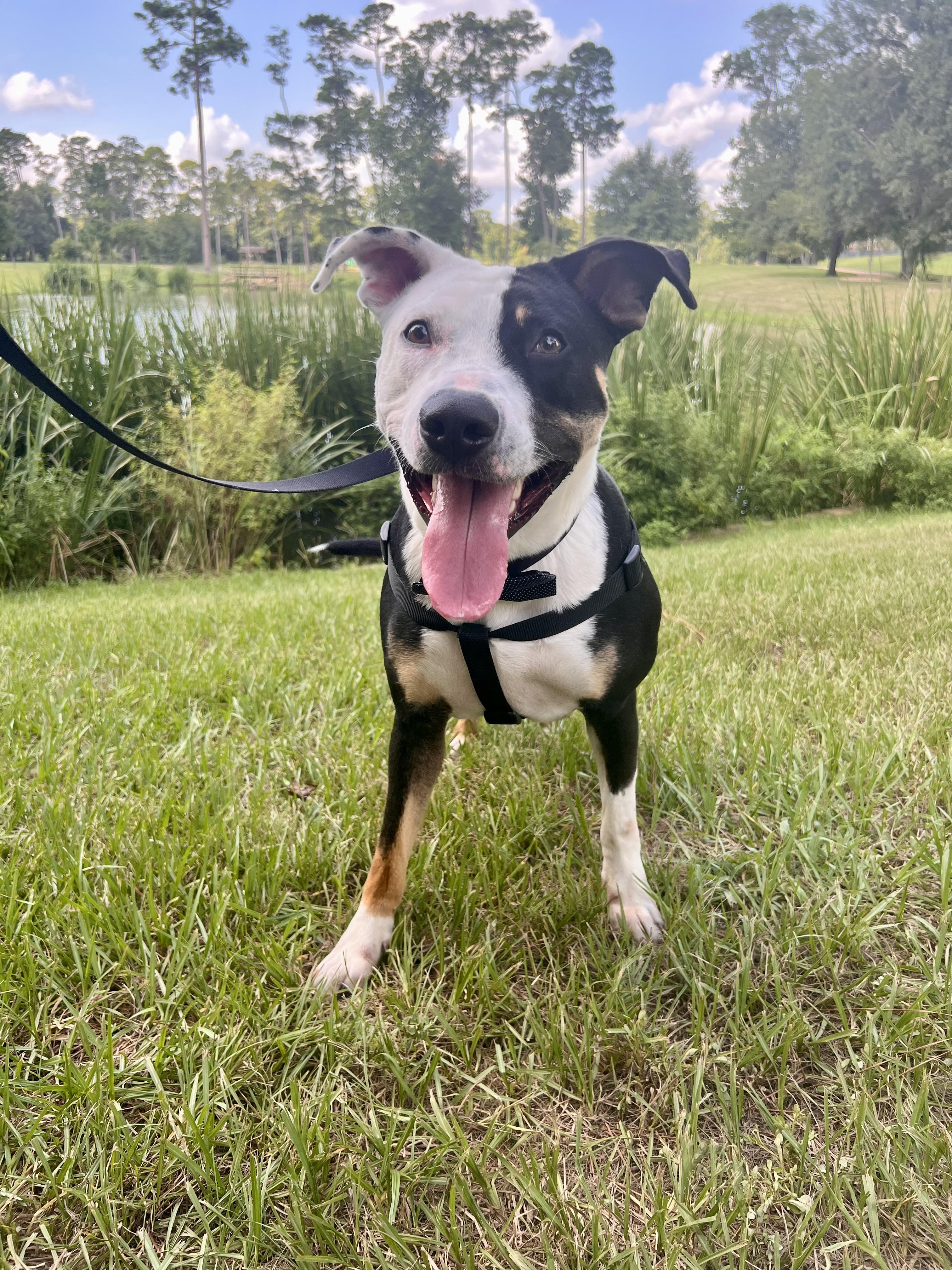 Johnny, Adoptable, Young Male Pit Bull Terrier & American Staffordshire Terrier.