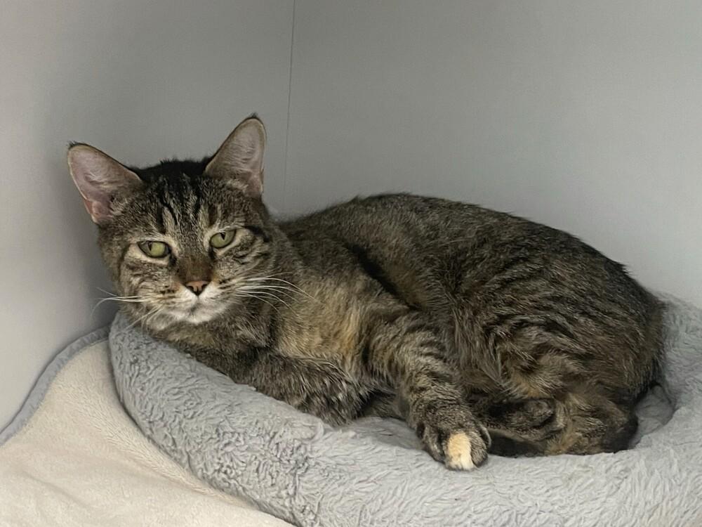 Eve, Adoptable, Young Female Domestic Short Hair.