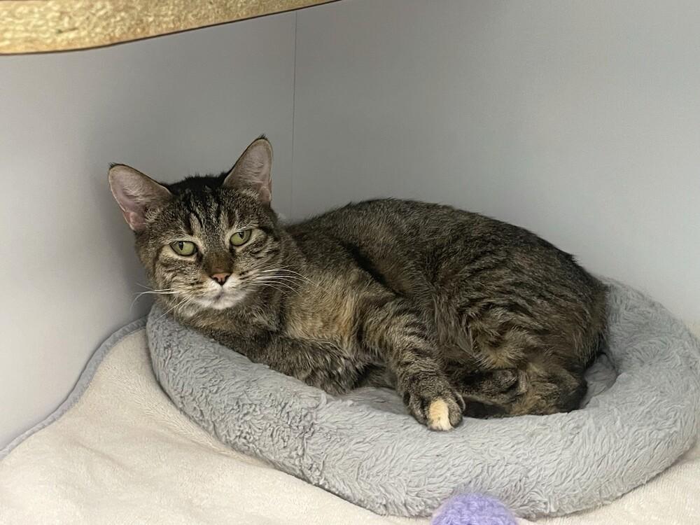 Enlarge Eve, a Adoptable Domestic Short Hair in Trenton, ME image 2/2