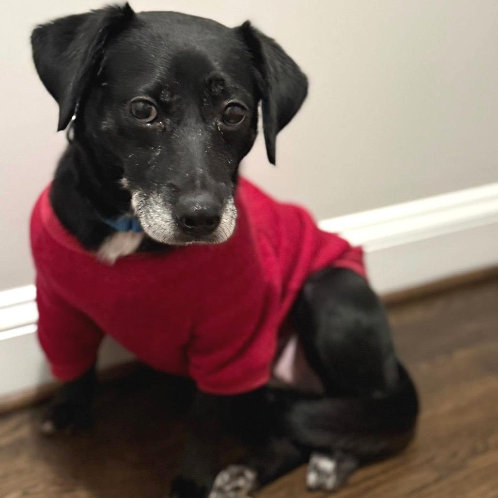 Priya, Adoptable, Adult Female Mixed Breed.