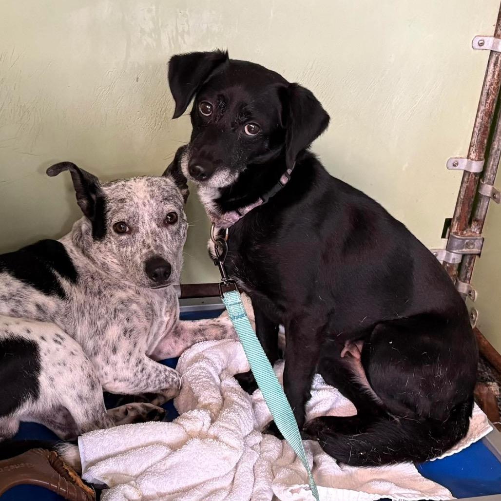 Enlarge Priya, a Adoptable Mixed Breed in Fredericksburg, VA image 2/6