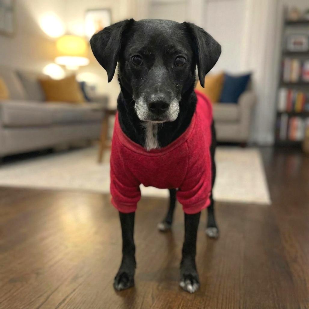 Enlarge Priya, a Adoptable Mixed Breed in Fredericksburg, VA image 1/6