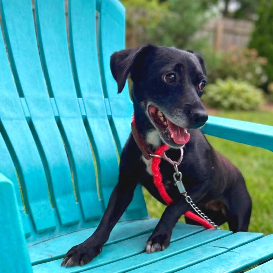 Enlarge Priya, a Adoptable Mixed Breed in Fredericksburg, VA image 2/6