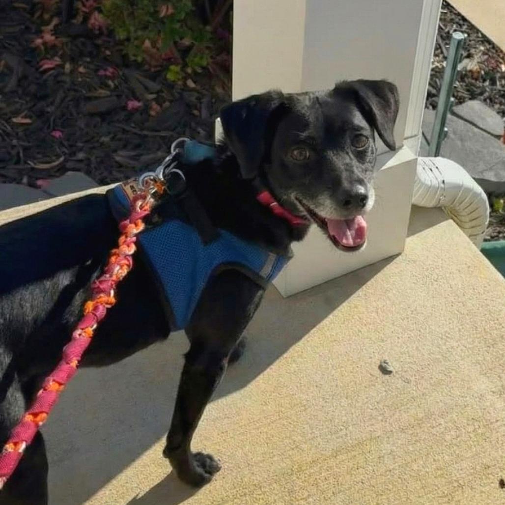 Enlarge Priya, a Adoptable Mixed Breed in Fredericksburg, VA image 4/6