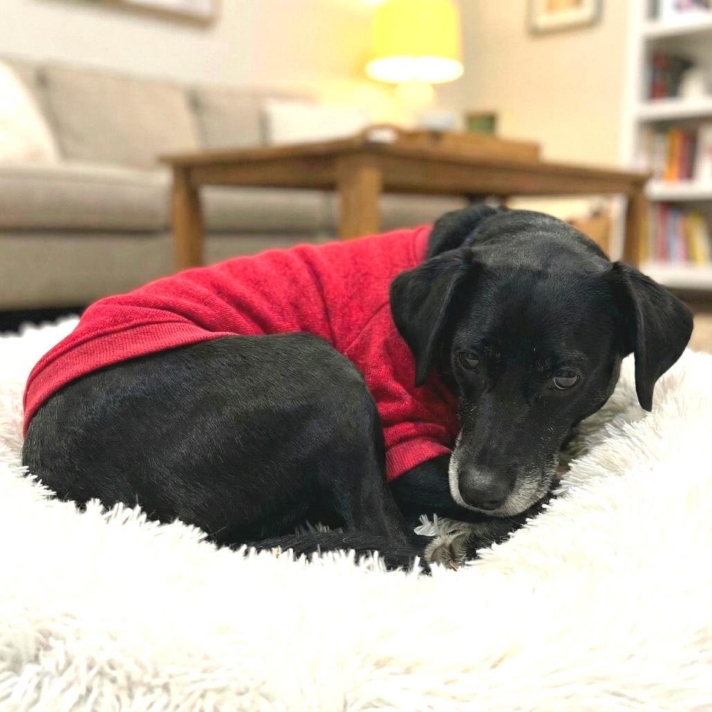 Enlarge Priya, a Adoptable Mixed Breed in Fredericksburg, VA image 3/6