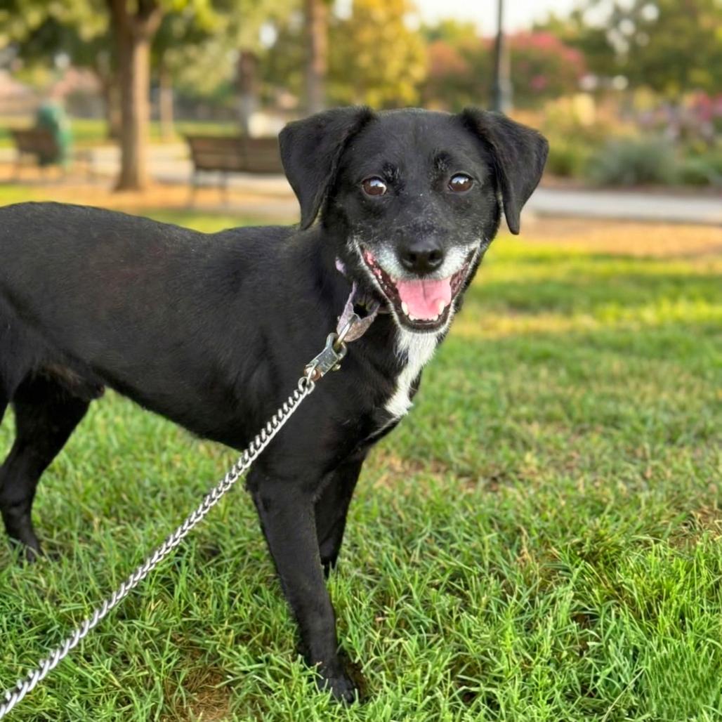 Enlarge Priya, a Adoptable Mixed Breed in Fredericksburg, VA image 4/6