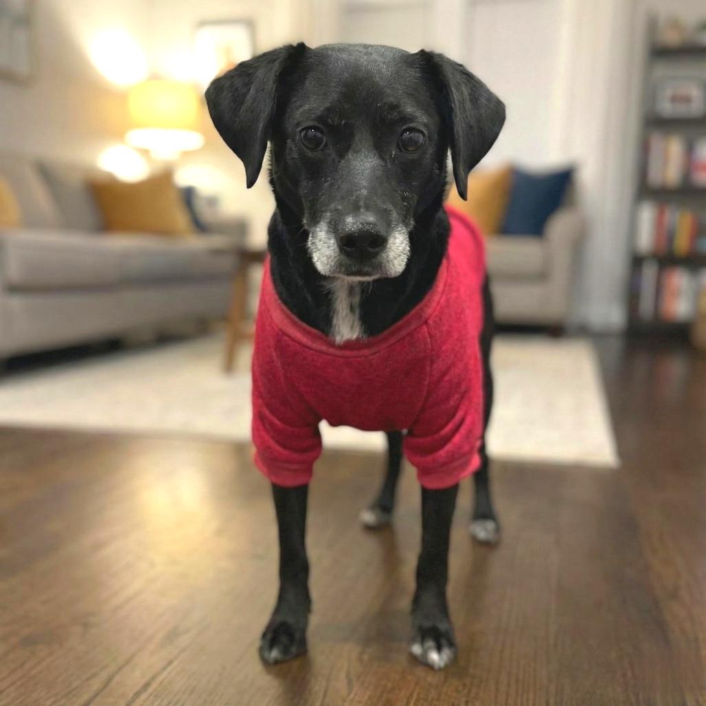 Enlarge Priya, a Adoptable Mixed Breed in Fredericksburg, VA image 5/6