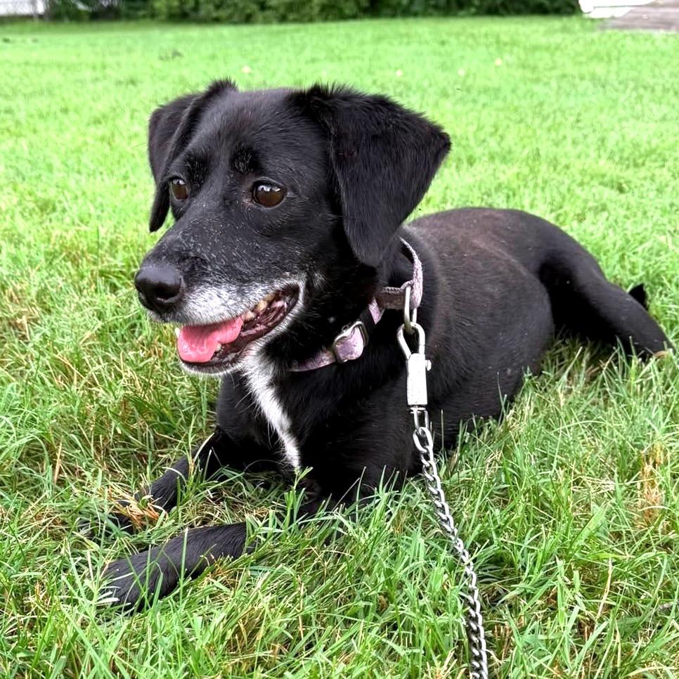 Enlarge Priya, a Adoptable Mixed Breed in Fredericksburg, VA image 5/6