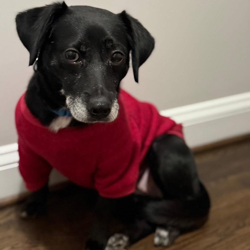 Enlarge Priya, a Adoptable Mixed Breed in Fredericksburg, VA image 6/6