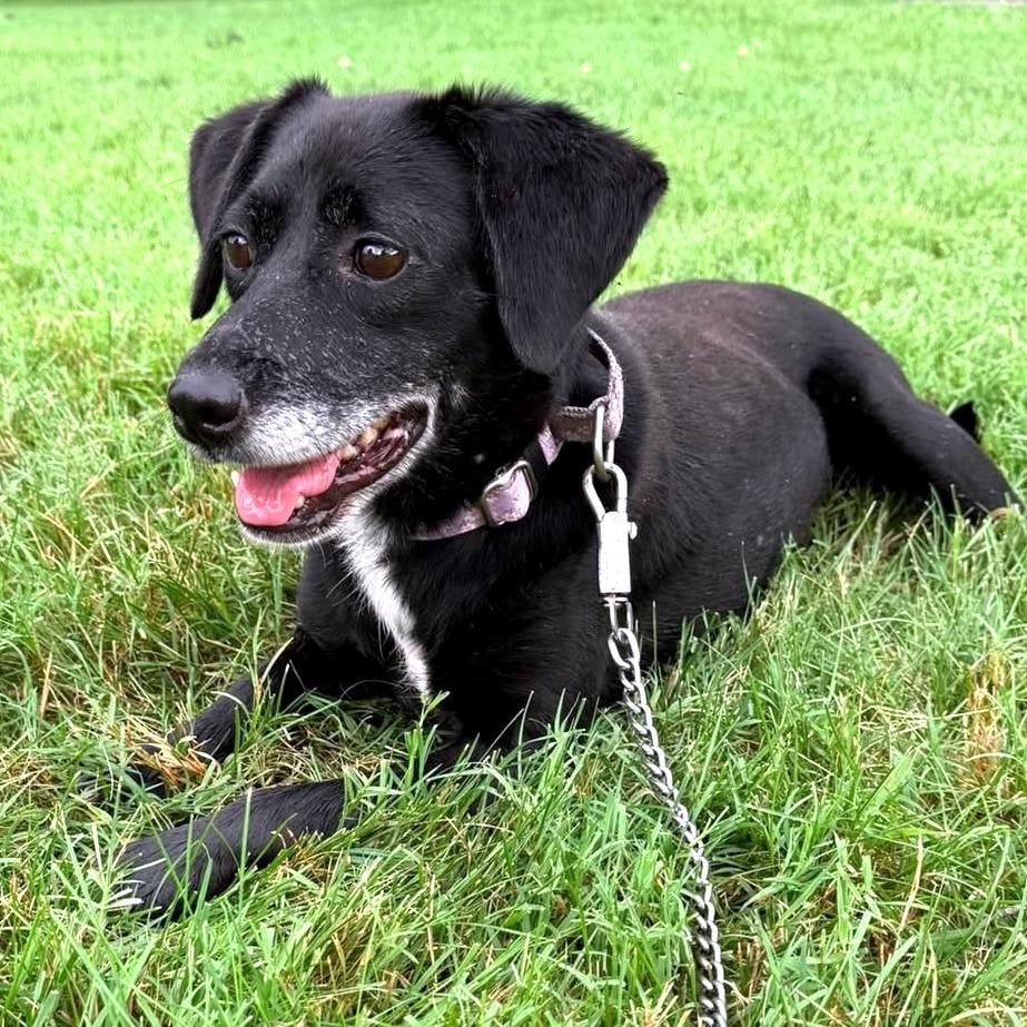 Priya, a Adoptable Mixed Breed in Fredericksburg, VA image 5/5