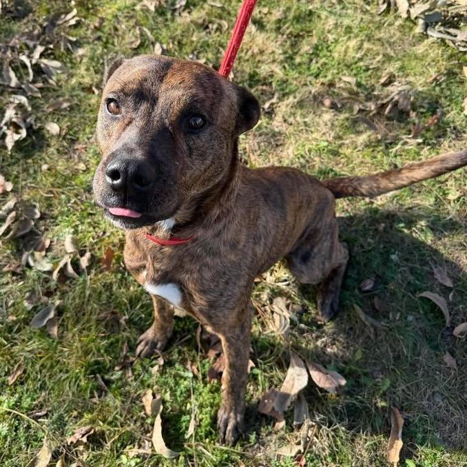 Nimbus, Adoptable, Adult Male Pit Bull Terrier.