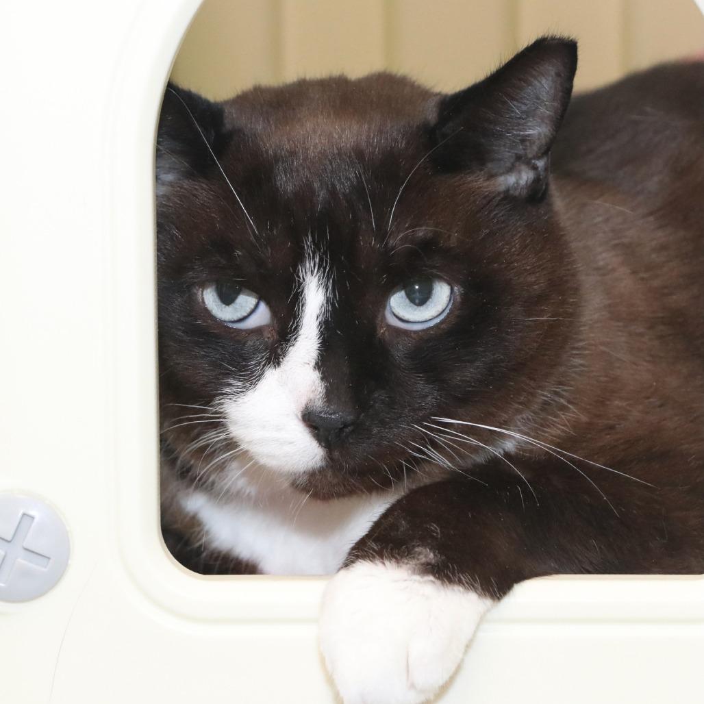 Enlarge Maini, a Adoptable Domestic Short Hair in Allentown, PA image 1/4