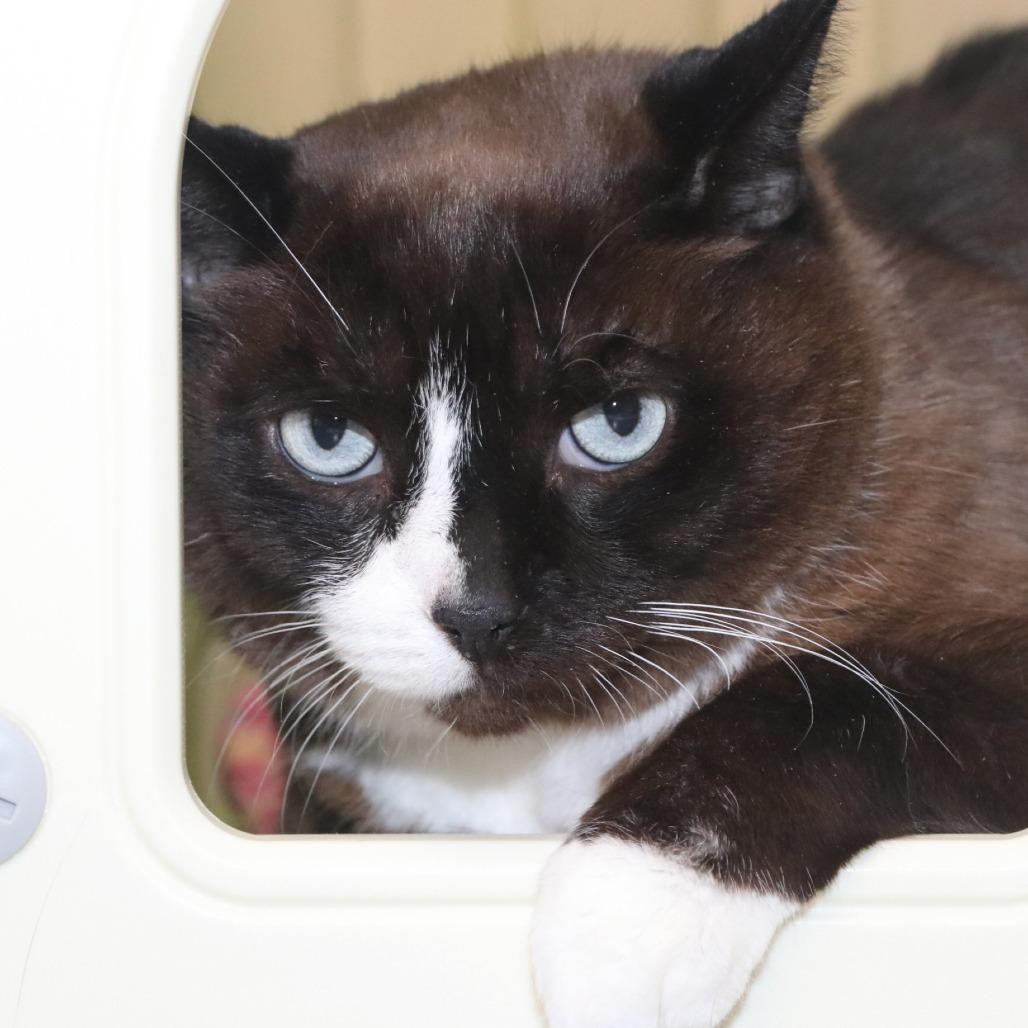 Enlarge Maini, a Adoptable Domestic Short Hair in Allentown, PA image 2/4