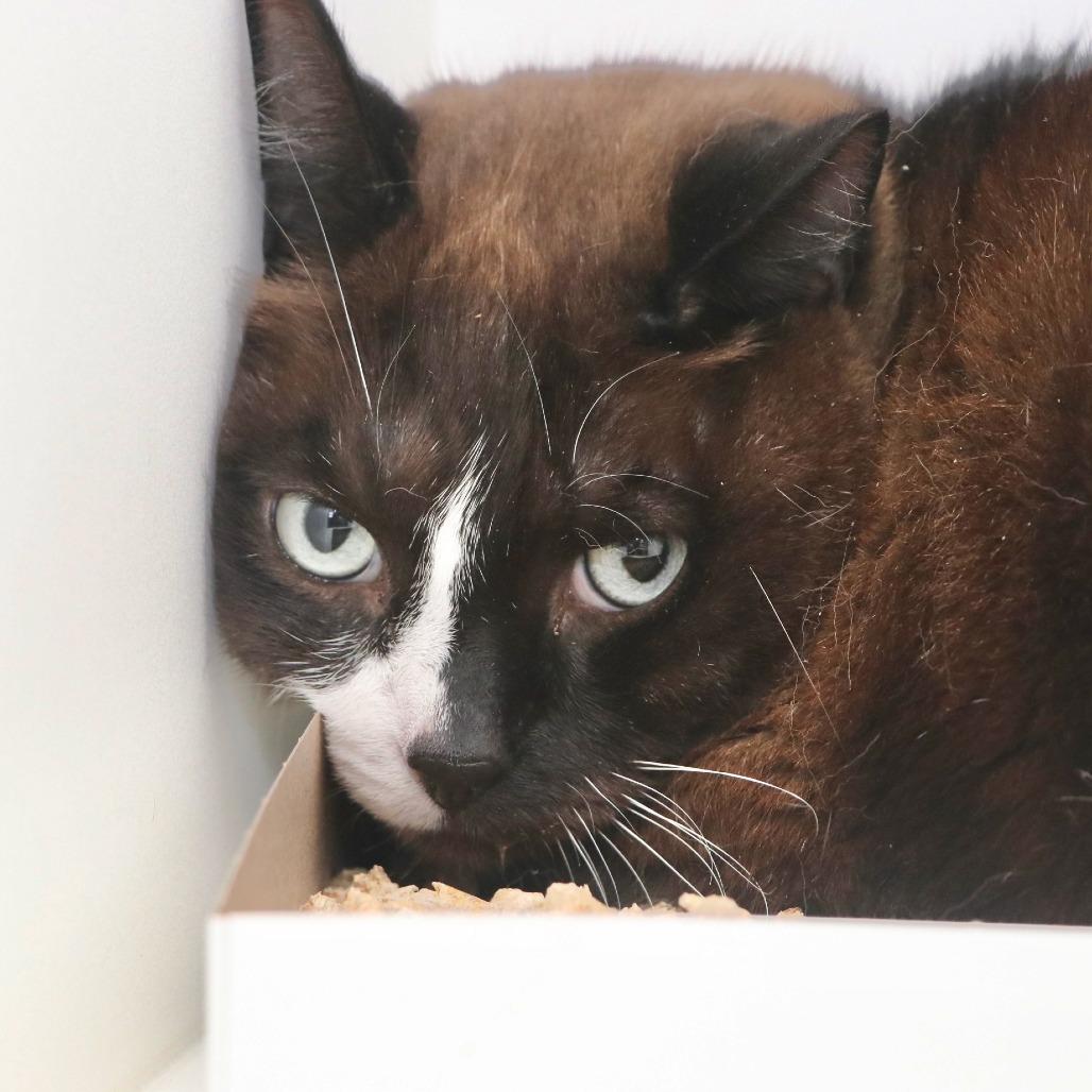 Enlarge Maini, a Adoptable Domestic Short Hair in Allentown, PA image 3/4