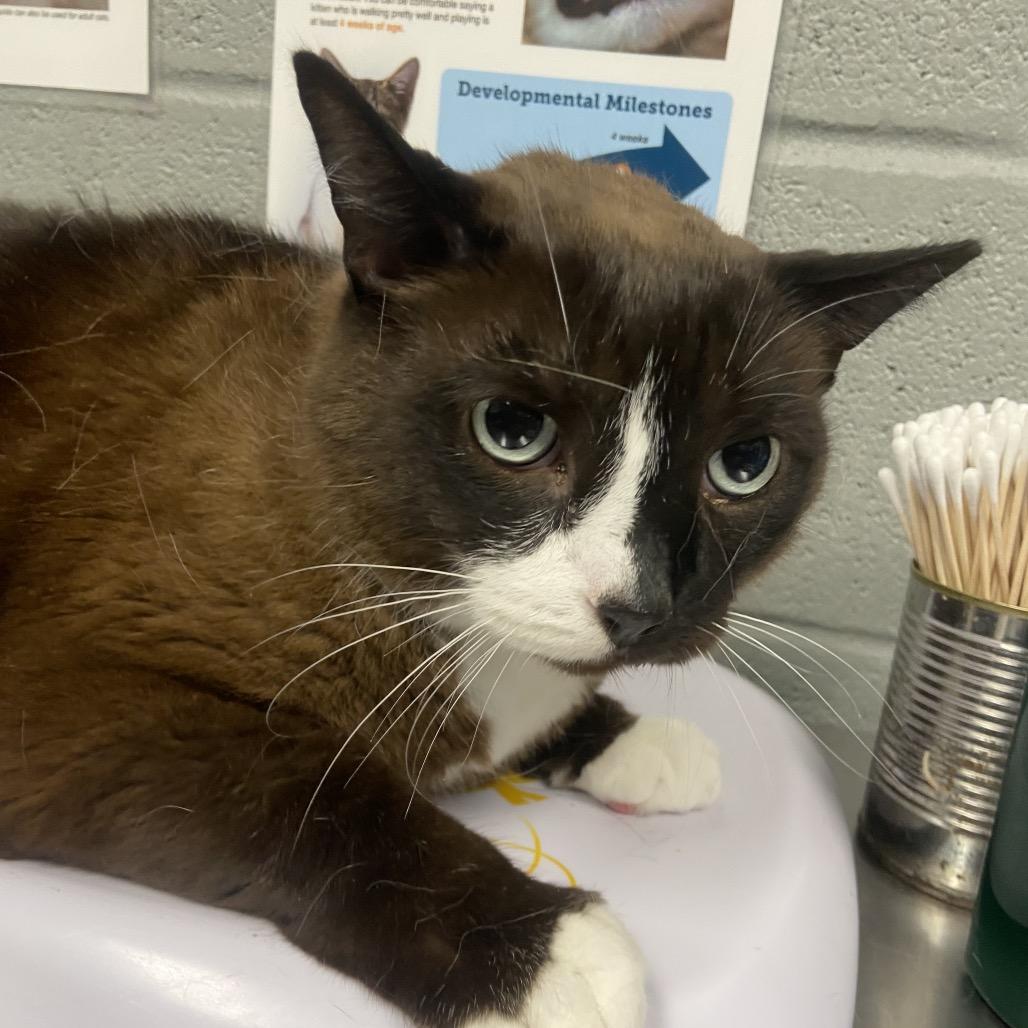 Enlarge Maini, a Adoptable Domestic Short Hair in Allentown, PA image 4/4
