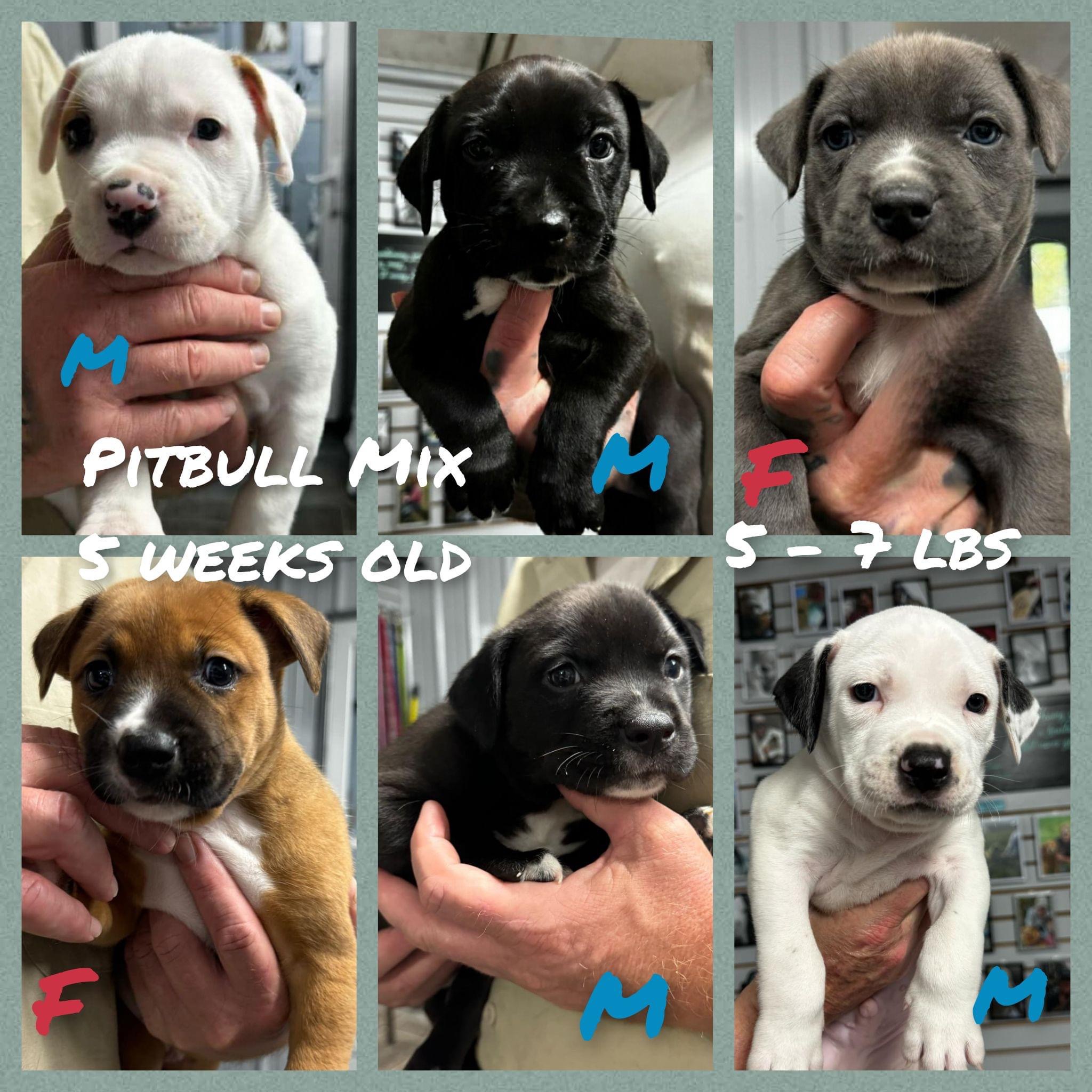 Dog for adoption Pretty Little Pittie Litter, a Pit Bull Terrier Mix