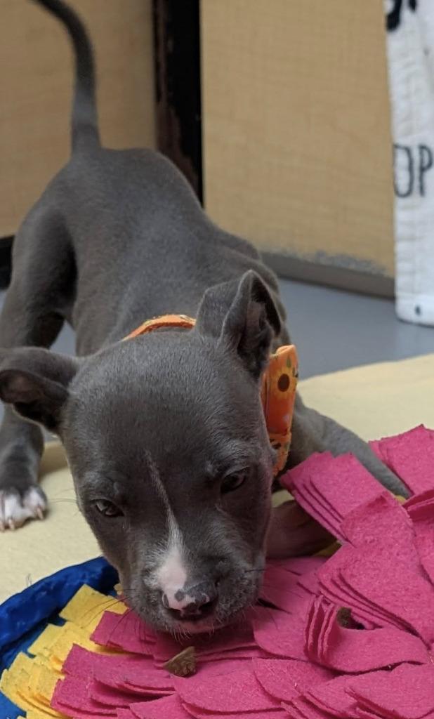 Mr. Pibb, Adoptable, Puppy Male Mixed Breed.