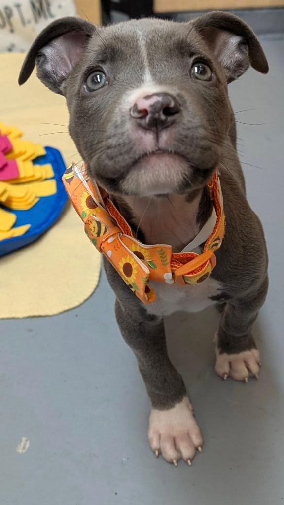 Enlarge Mr. Pibb, a Adopted mixed breed in Warren, MI image 1/4