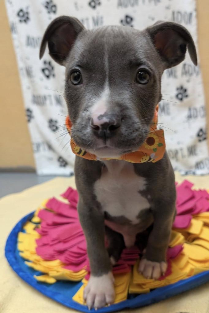 Mr. Pibb, a Adoptable mixed breed in Warren, MI image 2/4