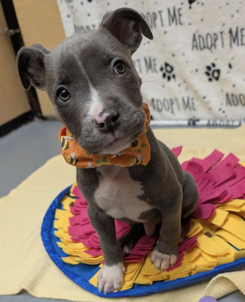 Mr. Pibb, a Adoptable mixed breed in Warren, MI image 4/4