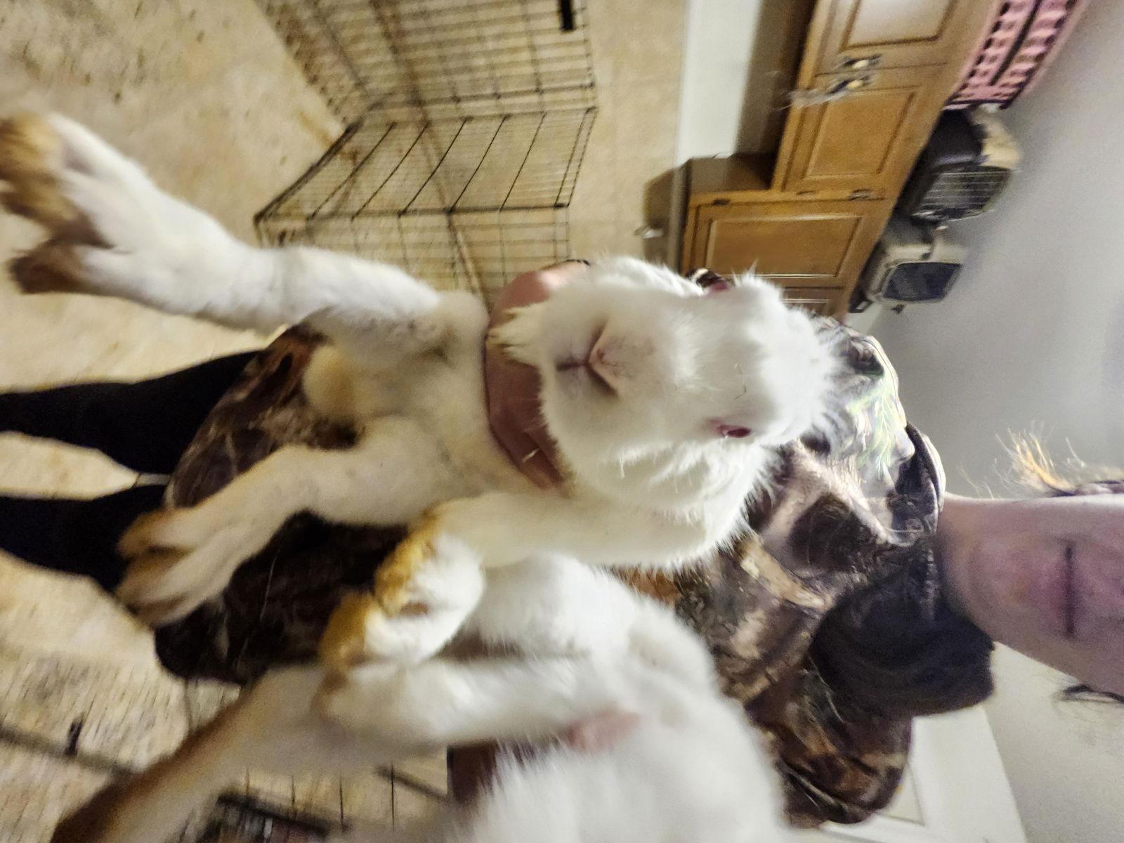 Enlarge Ben, a Adoptable American in Hartselle, AL image 1/1