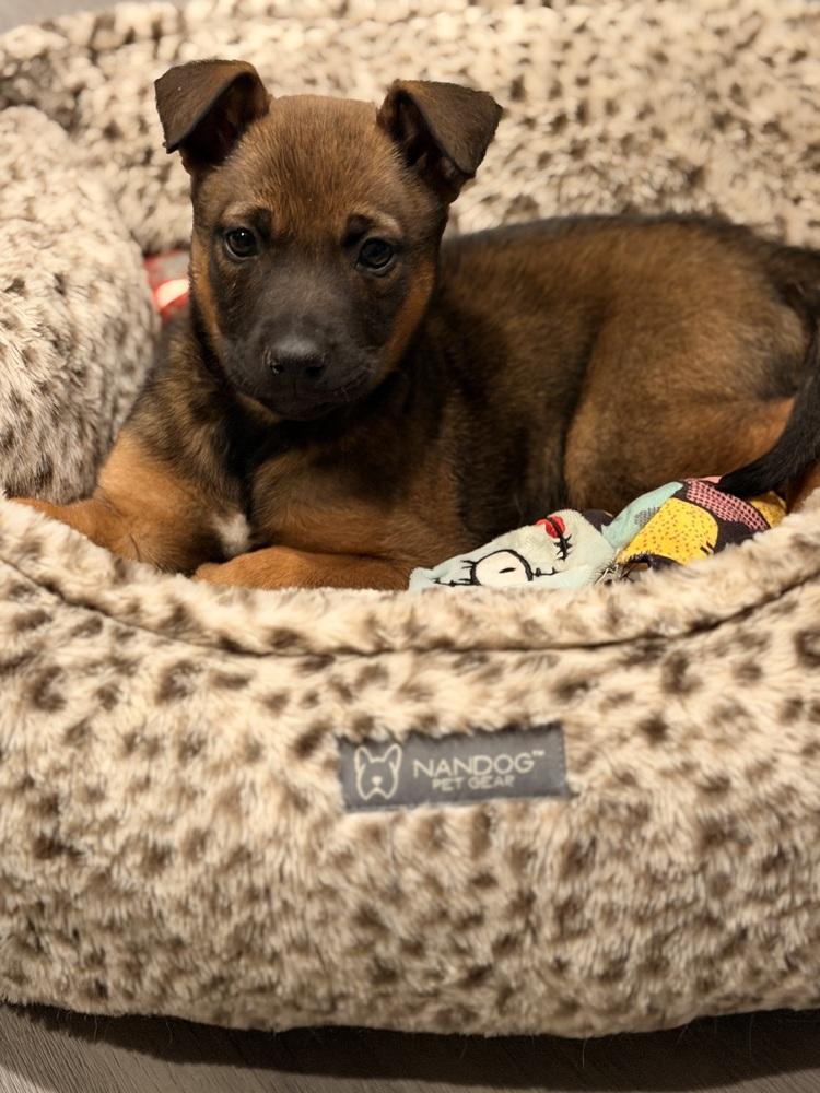 Enlarge Echo, a Adoptable mixed breed in Willingboro, NJ image 1/6