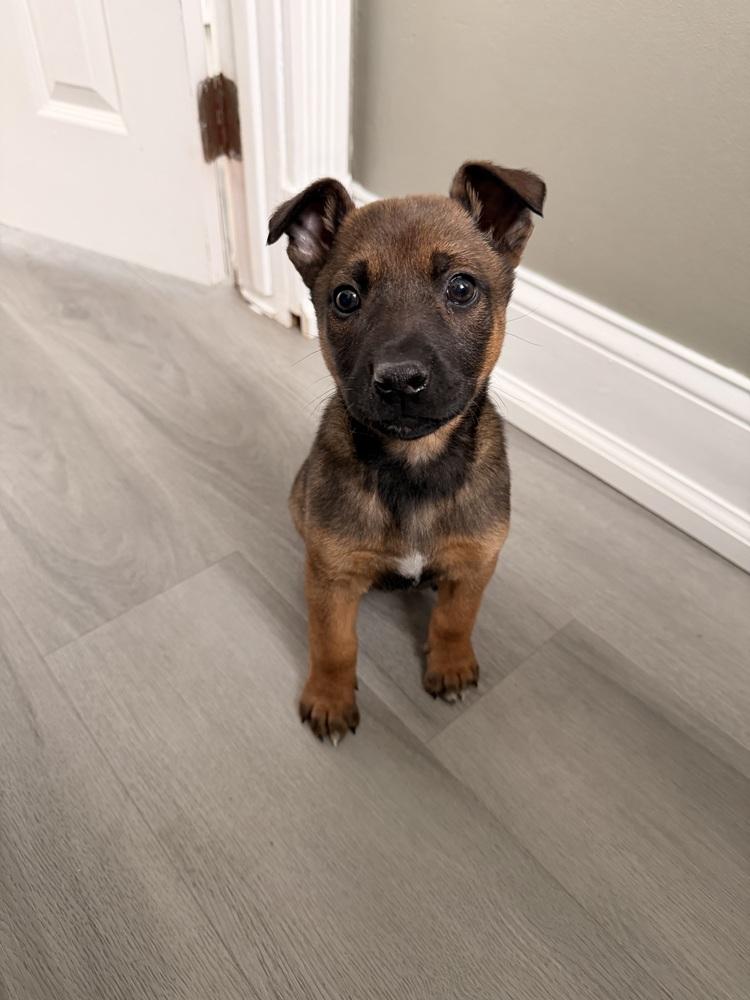 Enlarge Echo, a Adoptable mixed breed in Willingboro, NJ image 2/6