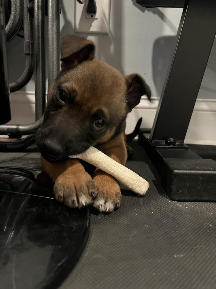 Enlarge Echo, a Adoptable mixed breed in Willingboro, NJ image 4/6