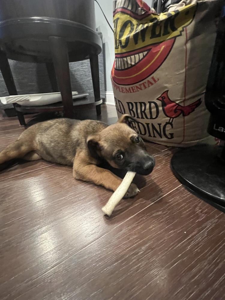 Enlarge Echo, a Adoptable mixed breed in Willingboro, NJ image 6/6