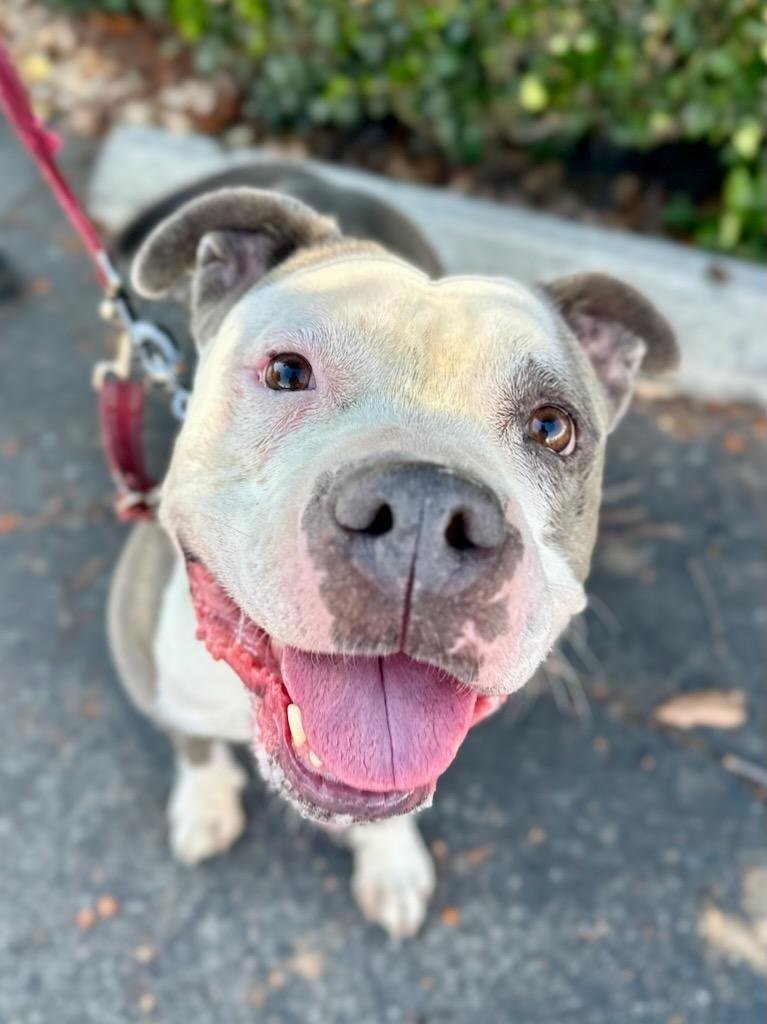 Gale - Foster or Adopt Me!, Adoptable, Adult Female American Staffordshire Terrier.