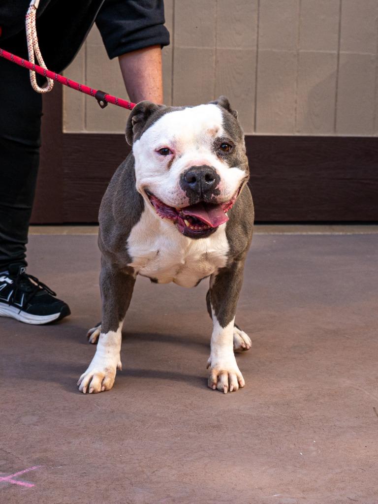 Enlarge Gale - Foster or Adopt Me!, a Adoptable mixed breed in Lake Forest, CA image 2/6