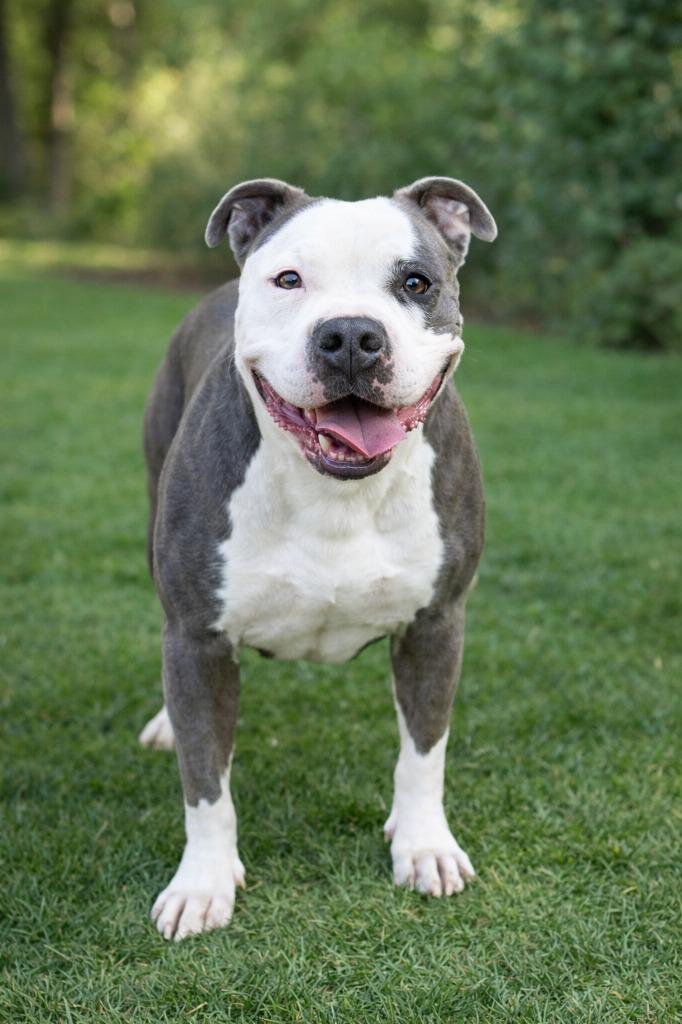 Enlarge Gale - Adopt Me!, a Adoptable mixed breed in Lake Forest, CA image 2/6
