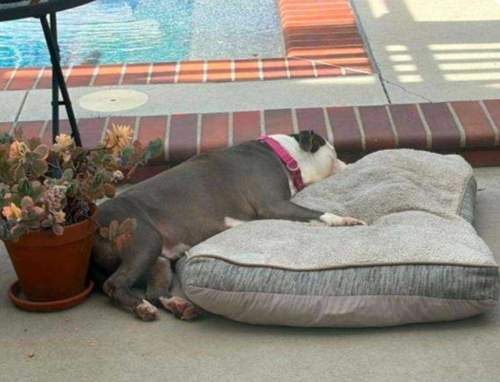 Enlarge Gale - Adopt Me!, a Adoptable mixed breed in Lake Forest, CA image 3/6