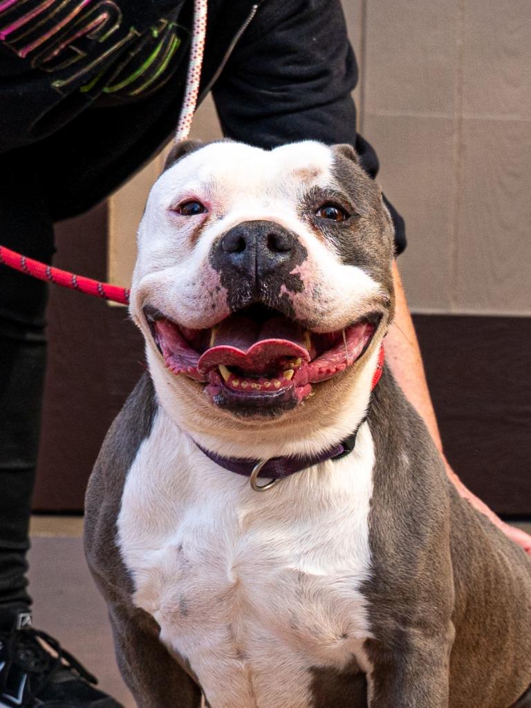 Enlarge Gale - Adopt Me!, a Adoptable mixed breed in Lake Forest, CA image 4/6