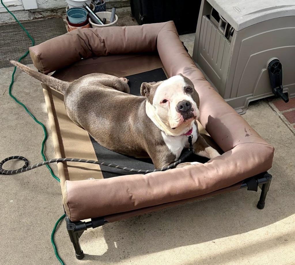 Enlarge Gale - Adopt Me!, a Adoptable mixed breed in Lake Forest, CA image 6/6