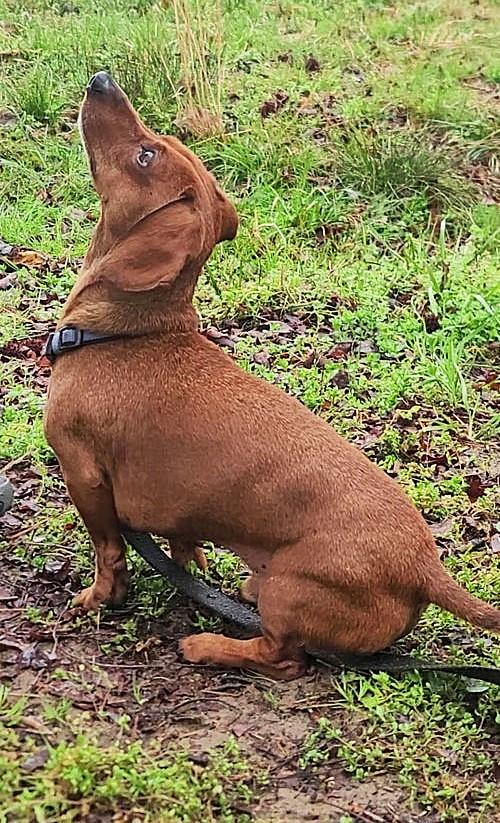 Enlarge Luke in NC, a ADOPTABLE Dachshund in Winston-Salem, NC image 4/6