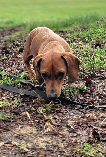 Enlarge Luke in NC, a ADOPTABLE Dachshund in Winston-Salem, NC image 5/6