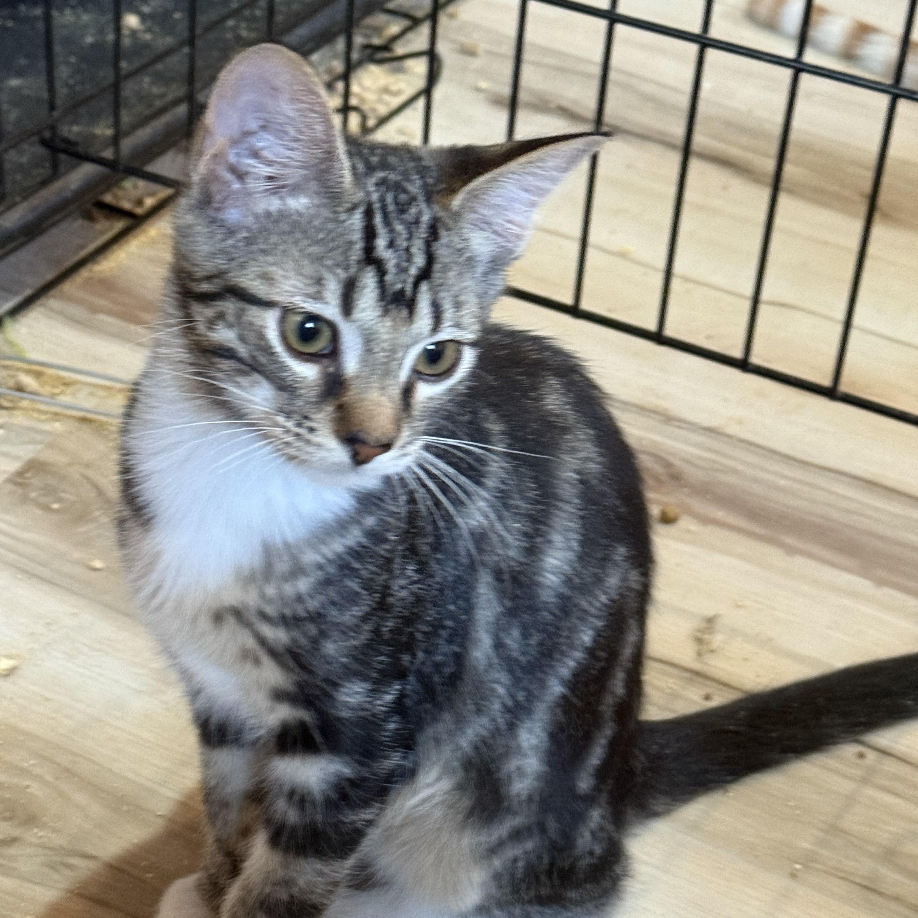 Mr. Marble, adopted, Young Male Domestic Short Hair.