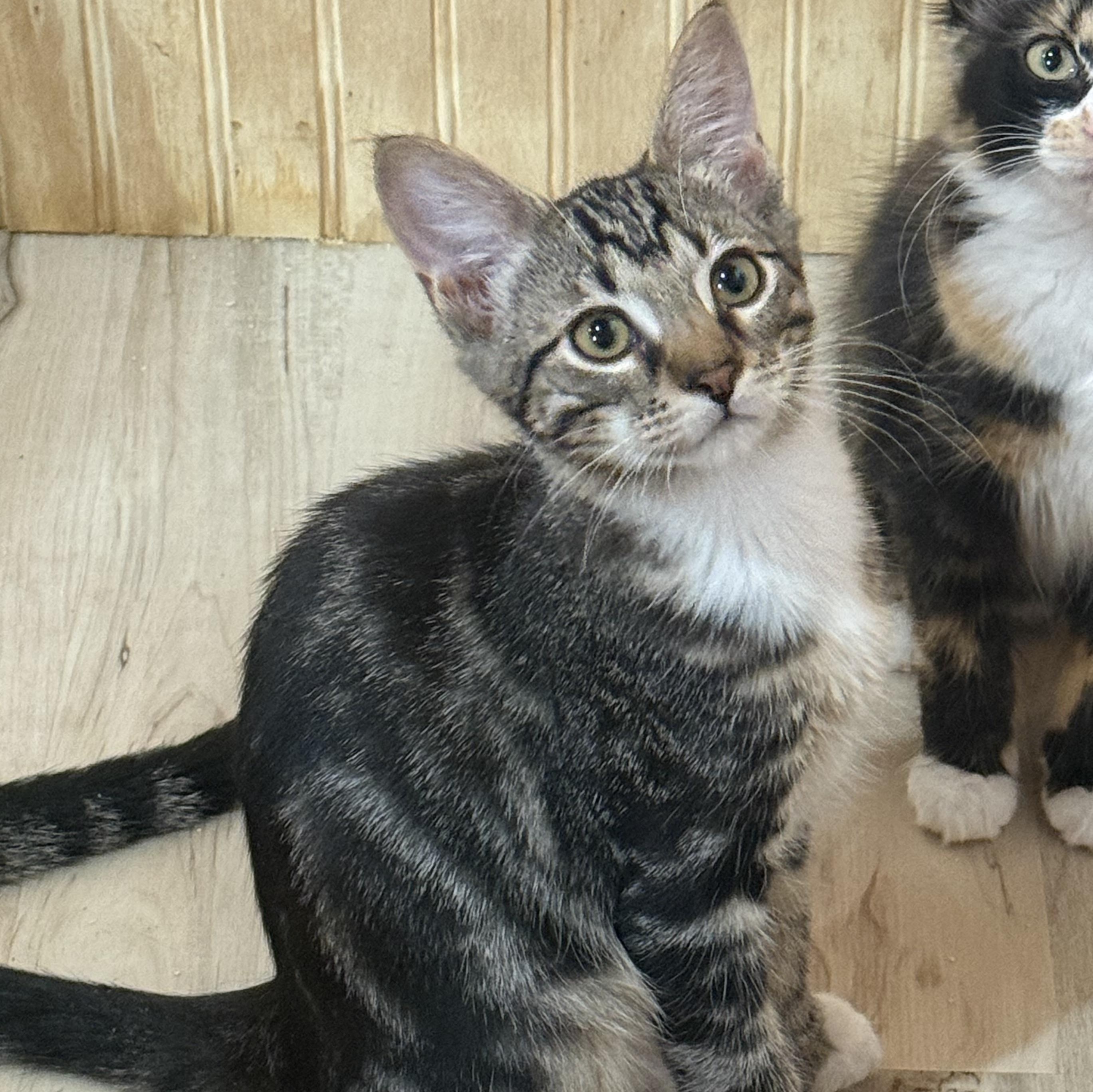 Enlarge Mr. Marble, an adopted Domestic Short Hair in Anna, TX image 2/4