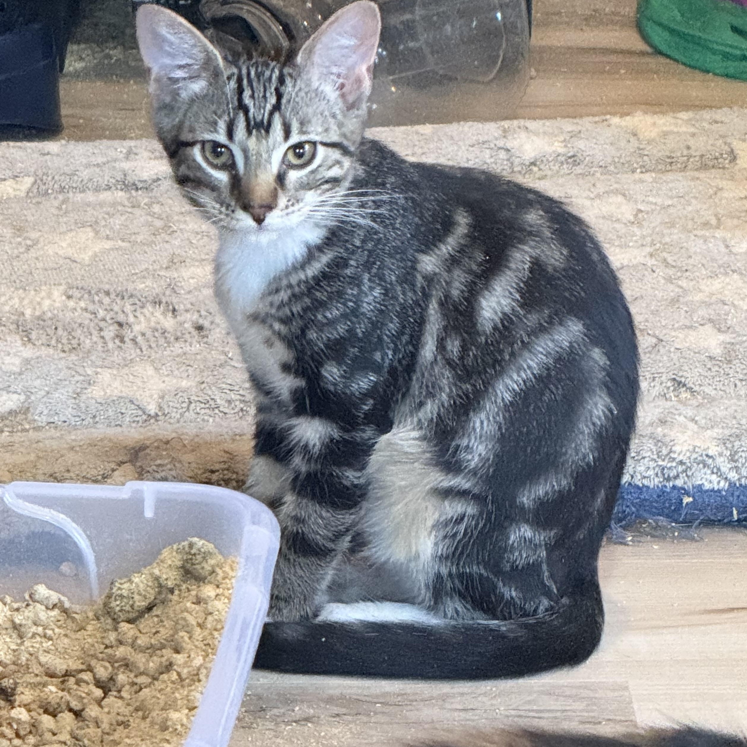 Mr. Marble, adopted, Young Male Domestic Short Hair.