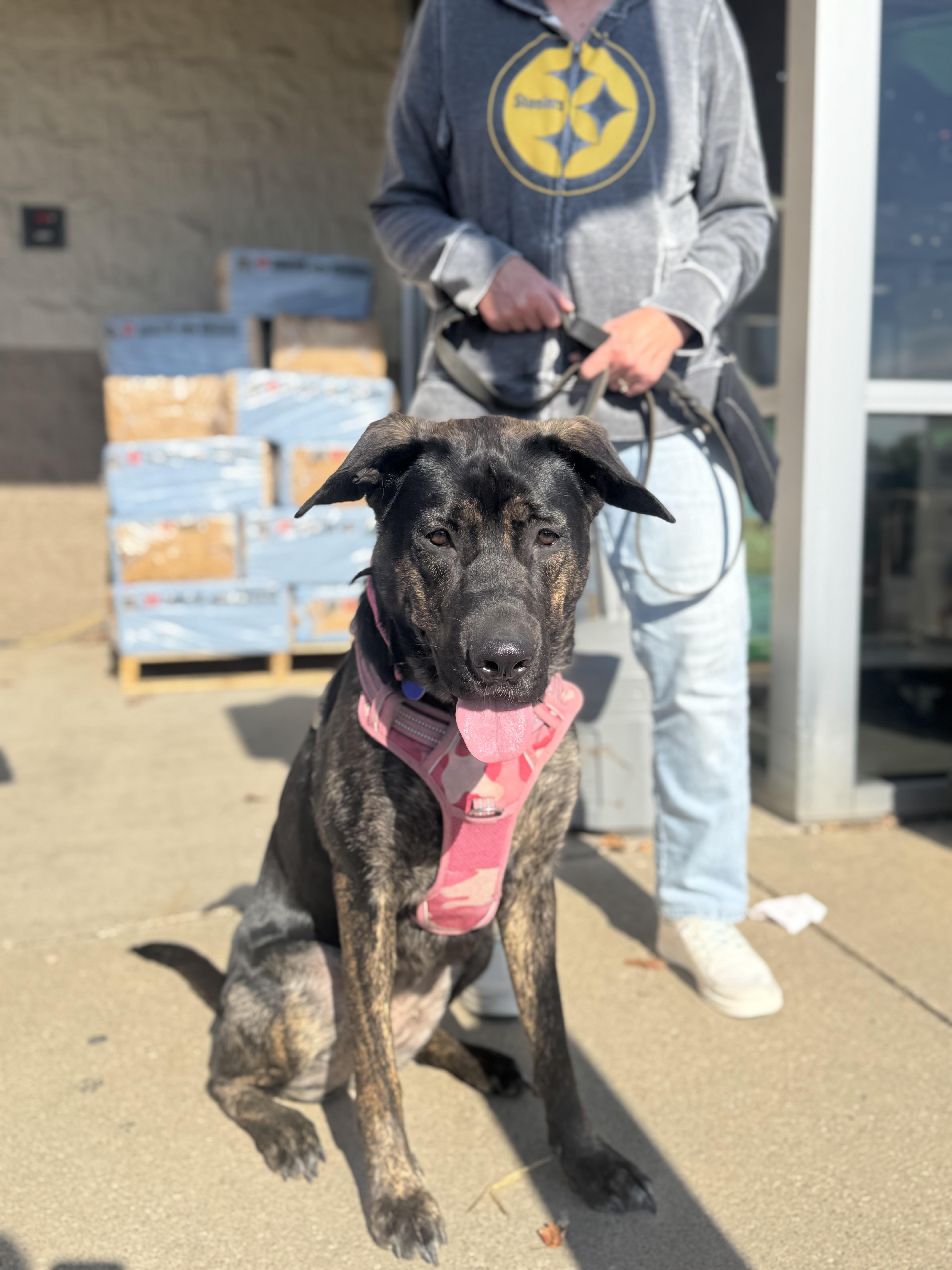 Stella, a Adoptable Dutch Shepherd in Cleveland, OH image 4/6