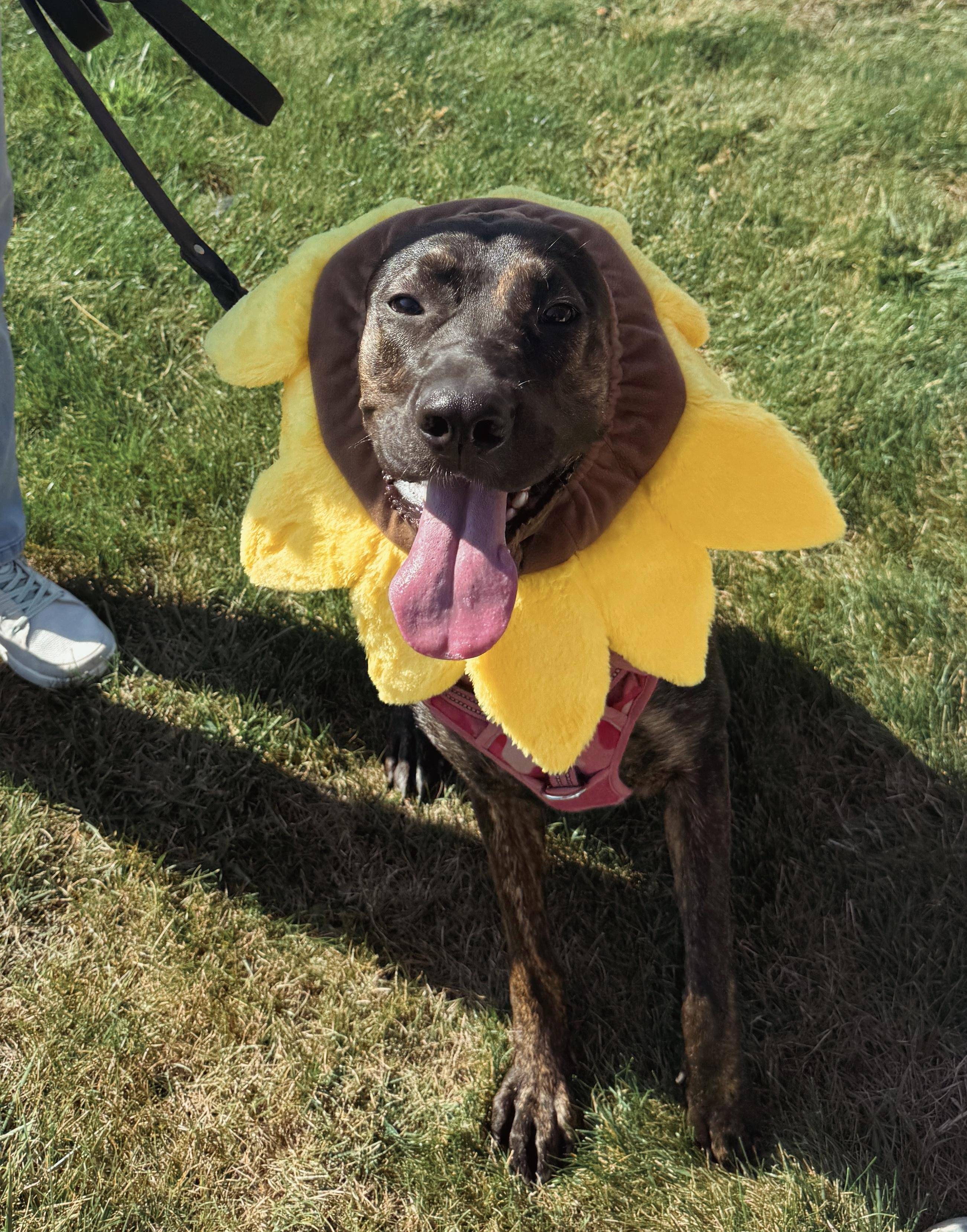 Stella, a Adoptable Dutch Shepherd in Cleveland, OH image 6/6