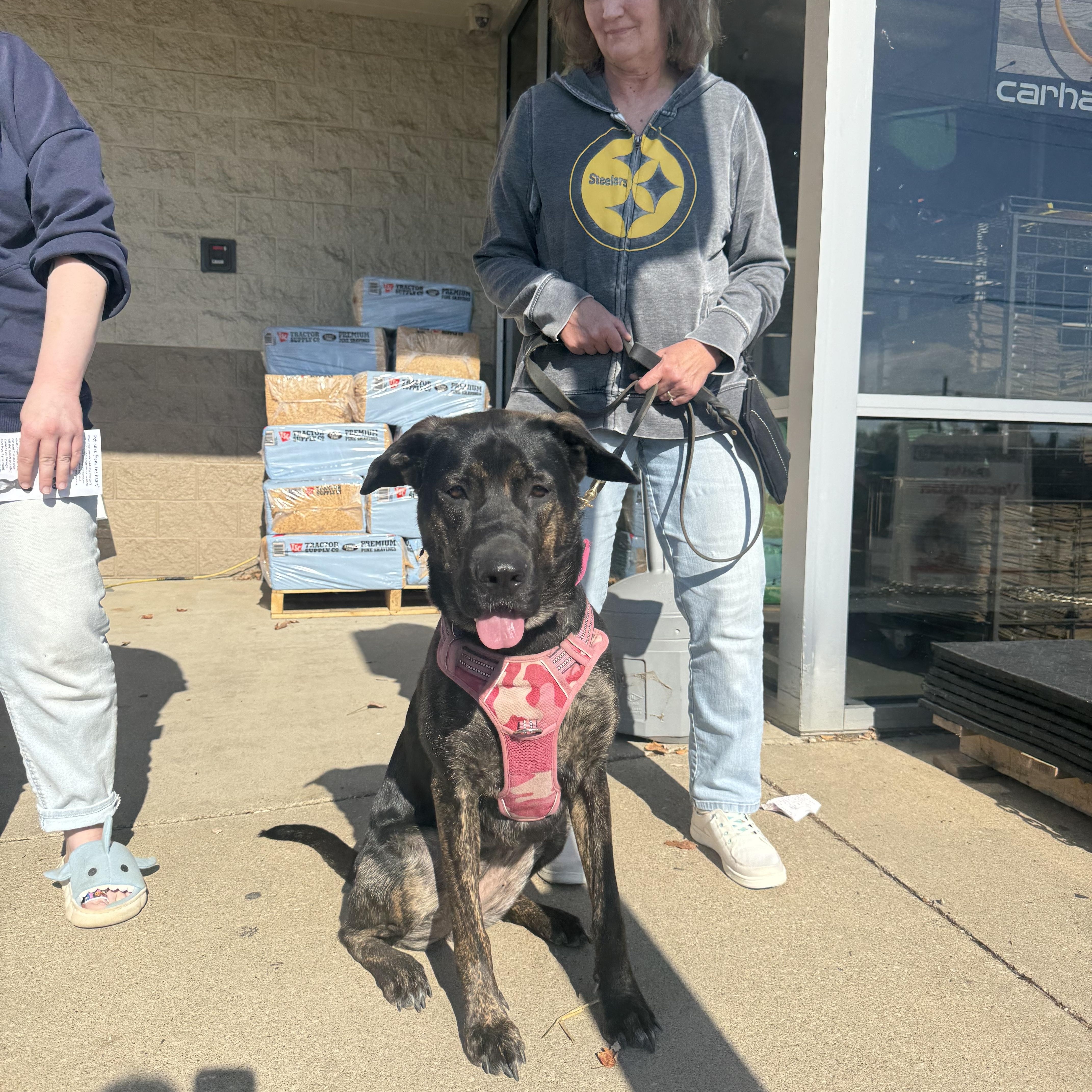Stella, a Adoptable Dutch Shepherd in Cleveland, OH image 2/6