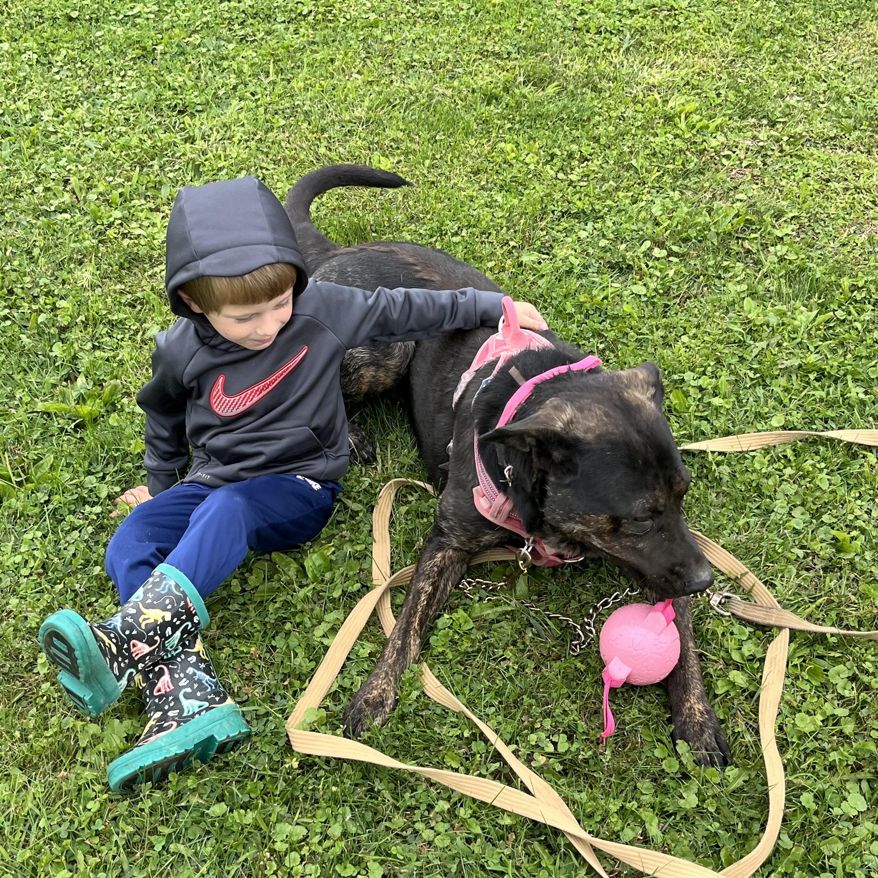 Stella, a Adoptable Dutch Shepherd in Cleveland, OH image 3/6